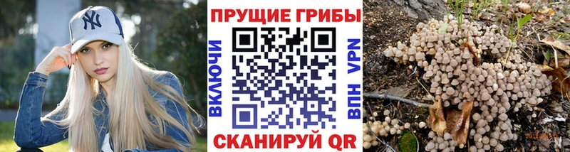 Псилоцибиновые грибы мицелий  Радужный 